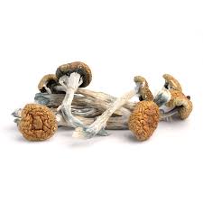 Buy Magic Mushroom UK