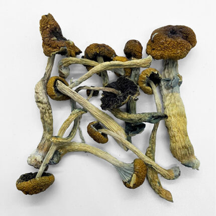 Buy Malabar Magic Mushroom EU