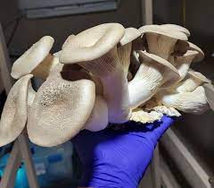 Buy Mushrooms Online Ireland